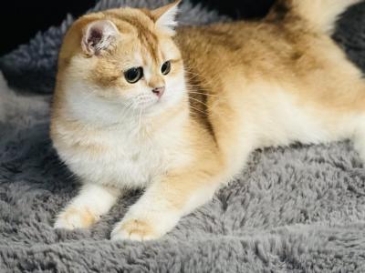 Bella - British Shorthair - Gallery Photo #1