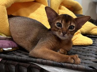 Red And Ruddy Girls - Abyssinian - Gallery Photo #1