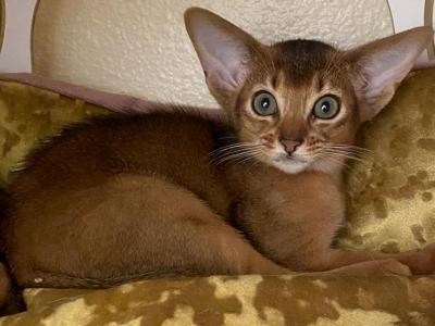 2 Red And 2 Ruddy Boys - Abyssinian - Gallery Photo #1