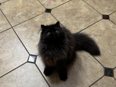 Misha - Persian - Gallery Photo #1