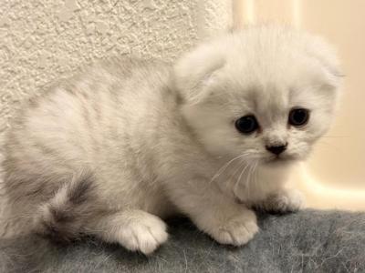 Adopted - Scottish Fold - Gallery Photo #1