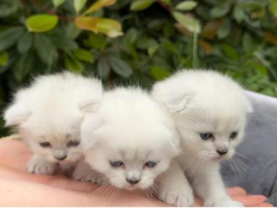 New Litter Is In August - Scottish Fold - Gallery Photo #1