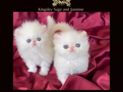 Kingsley Sage And Ivy - Persian - Gallery Photo #1