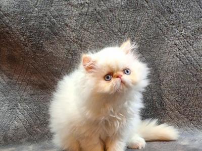 Persian And Himalayan Kittens - Persian - Gallery Photo #1