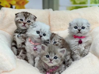 Portland Ellie Litter - Scottish Fold - Gallery Photo #1