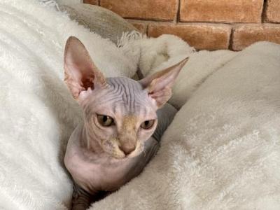 Ellie - Sphynx - Gallery Photo #1