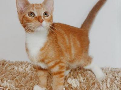 Prince Charming Tabby Colorpoint Shorthair - Colorpoint Shorthair - Gallery Photo #1