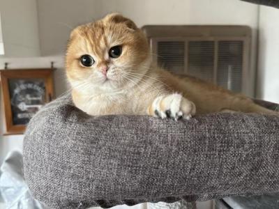 Knopa - Scottish Fold - Gallery Photo #1