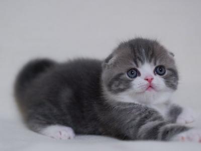 Atos Scottish Fold Male - Scottish Fold - Gallery Photo #1