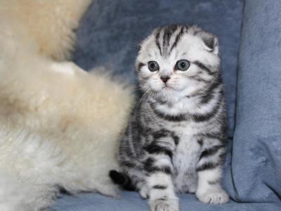 Tyler Scottish Fold Male - Scottish Fold - Gallery Photo #1