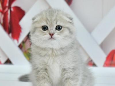 Brenda Scottish Fold Female - Scottish Fold - Gallery Photo #1