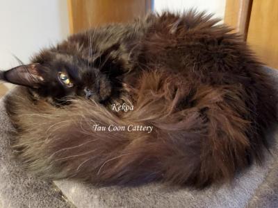 Kekoa - Maine Coon - Gallery Photo #1