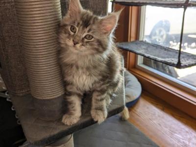 Bugs Babies - Maine Coon - Gallery Photo #1