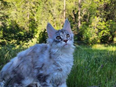 Ash - Maine Coon - Gallery Photo #1