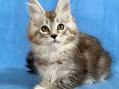 Maine Coon EZ Vivienne - Maine Coon - Gallery Photo #1