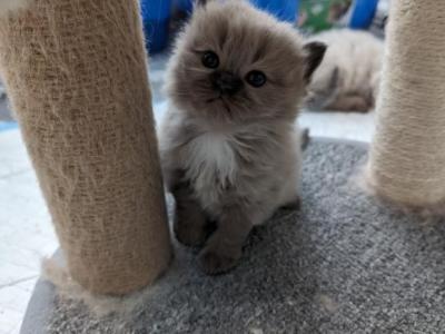 Ragdoll Kittens - Domestic - Gallery Photo #1