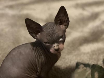 You Get To Name Them - Sphynx - Gallery Photo #1