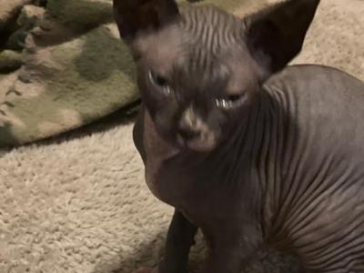 You Name Your Kitty - Sphynx - Gallery Photo #1