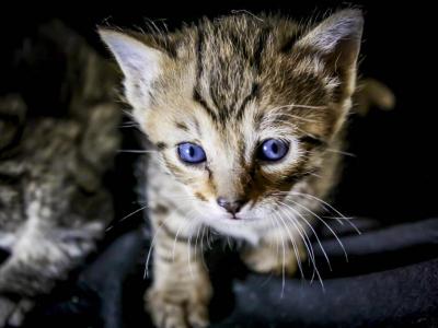 Female Rosette Bengal Kitten - Bengal - Gallery Photo #1