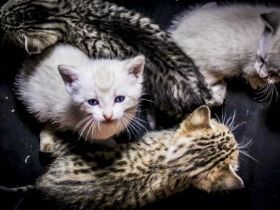 Snow And Rosette Bengal Kittens - Bengal - Gallery Photo #1