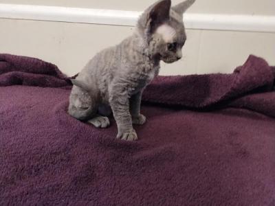 Lala - Devon Rex - Gallery Photo #1