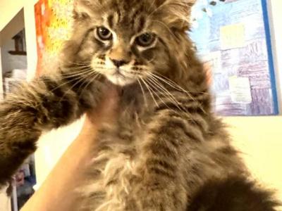 Pure Main Coon - Maine Coon - Gallery Photo #1