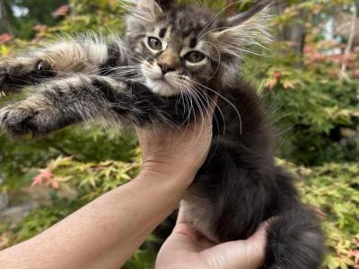 XxL Classic Tabby - Maine Coon - Gallery Photo #1