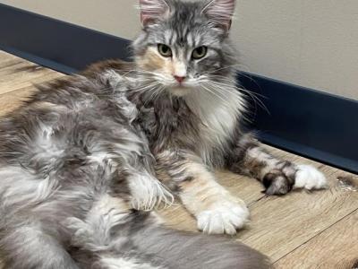 Ava - Maine Coon - Gallery Photo #1