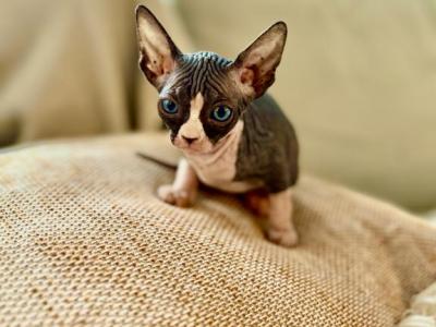 BiColor Female Candian Sphynx Tica - Sphynx - Gallery Photo #1