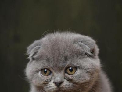 Brinti - Scottish Fold - Gallery Photo #1