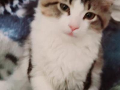 Daisy - Norwegian Forest - Gallery Photo #1