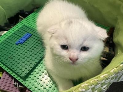 Blue - Scottish Fold - Gallery Photo #1