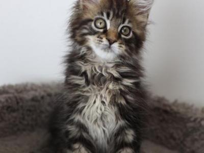 Lincoln - Maine Coon - Gallery Photo #1