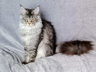 Naoni - Maine Coon - Gallery Photo #1