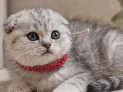 Bulka Scottish Fold Female - Scottish Fold - Gallery Photo #1