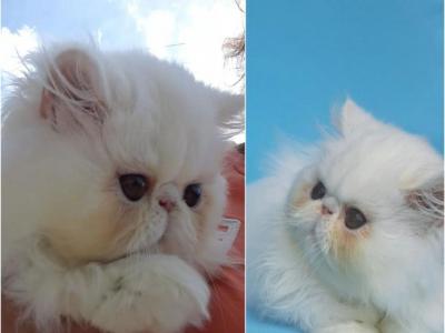 Beautiful Persian Kittens - Persian - Gallery Photo #1