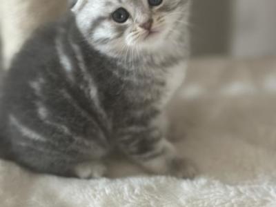 Scottish Fold - Scottish Fold - Gallery Photo #1