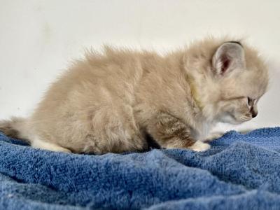 Cinnamons Kittens Yellow - Ragdoll - Gallery Photo #1