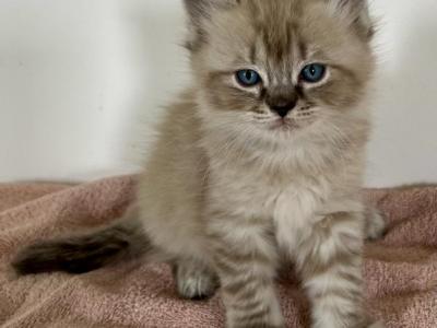 Cinnamons Kittens Deep Blue - Ragdoll - Gallery Photo #1