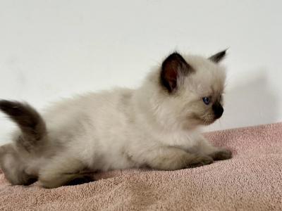 Cinnamons Kittens Orange Collar - Ragdoll - Gallery Photo #1