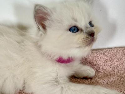 Cinnamon Kittens Pink - Ragdoll - Gallery Photo #1