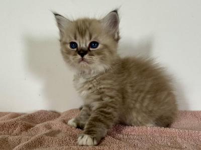 Cinnamons Kittens White Collar - Ragdoll - Gallery Photo #1