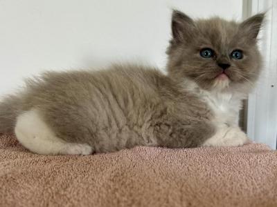 Cinnamon Kittens Dame Girl - Ragdoll - Gallery Photo #1