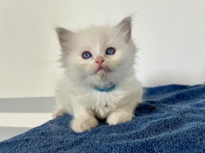 Snowflakes Kittens Blue Collar - Ragdoll - Gallery Photo #1