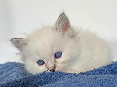 Snowflake Kittens Green Collar - Ragdoll - Gallery Photo #1