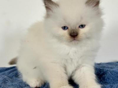 Snowflakes Litter Mr Brown Collar - Ragdoll - Gallery Photo #1