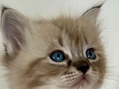 Pics Of Our Current Kittens - Ragdoll - Gallery Photo #1