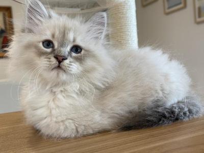 Litter E Girls Available - Siberian - Gallery Photo #1