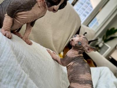 Matilda's Litter - Sphynx - Gallery Photo #1