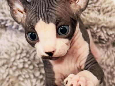 BiColor Boy TiCa Registered - Sphynx - Gallery Photo #1